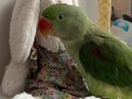 8 aylık Aleksander papağanı evcil ısırma yapmaz 