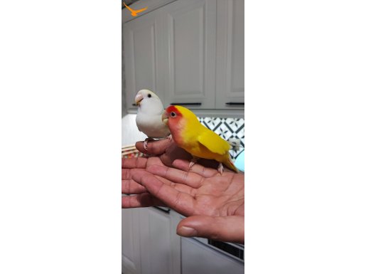 Mutasyon çift sevda papağanı 