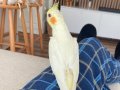 Evcil Lutino sultan papağanı
