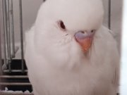 Kar Beyaz.. 1 Aylık Albino Yavru 