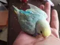 Gökkuşağından Renkler Rainbow Yavrular Çanakkale Merkezde