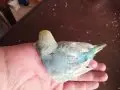 Gökkuşağından Renkler Rainbow Yavrular Çanakkale Merkezde