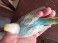 Gökkuşağından Renkler Rainbow Yavrular Çanakkale Merkezde