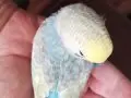 Gökkuşağından Renkler Rainbow Yavrular Çanakkale Merkezde