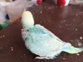 Gökkuşağından Renkler Rainbow Yavrular Çanakkale Merkezde
