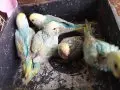 Gökkuşağından Renkler Rainbow Yavrular Çanakkale Merkezde