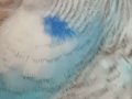 Turkuaz Coşkusu Çanakkale Merkez'de 1 aylık yavrular..