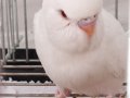 Kar Beyaz.. 1 Aylık Albino Yavru 
