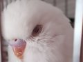 Kar Beyaz.. 1 Aylık Albino Yavru 