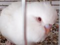 Kar Beyaz.. 1 Aylık Albino Yavru 