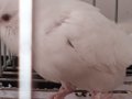 Kar Beyaz.. 1 Aylık Albino Yavru 