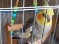 Konuşabilen Sultan papağanı (Kafesle beraber)