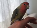 1 yaşında ter temiz sağlam sevda papağanı kafesi ile verilir