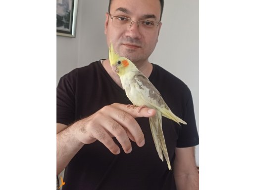 1.5 satılık sultan papağanı 