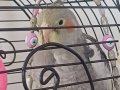 4 aylık erkek sultan papağanı 