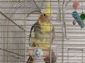 Sultan Papağanı kafesi ile birlikte satılıktır 