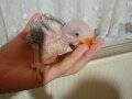 Alexander papağanı 2 aylık yavru ele alıştırılabir