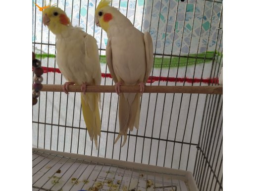 Safkan albino sultan kırmızı göz