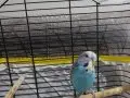 1 yaş erkek kafesli veya kafessiz 