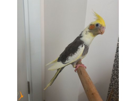 Pied sultan papağanı 
