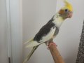 Pied sultan papağanı 