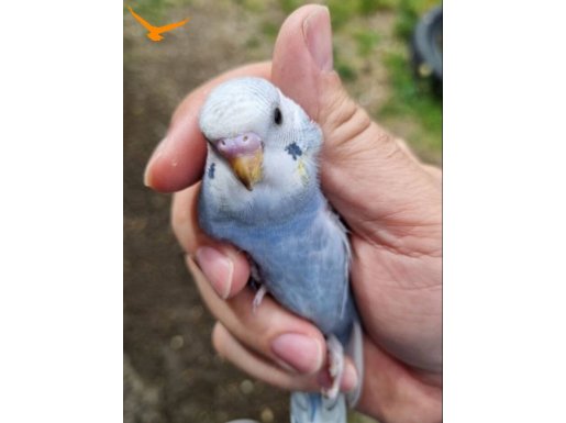 Yeme dusen bebek yawru
