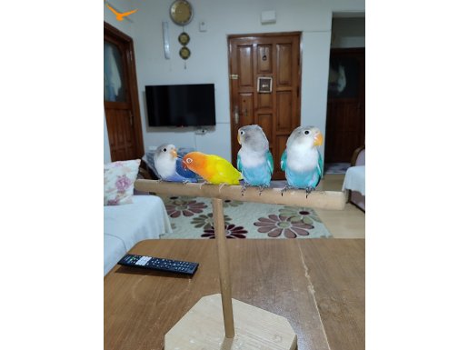 2 aylık 4 yavru yuvadan uçmaya hazır 