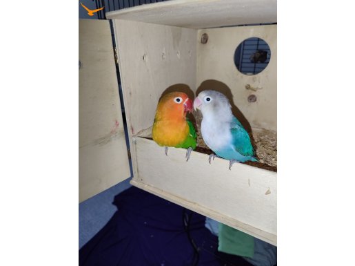 1.5 yaşında Damızlık bilezikli çift 