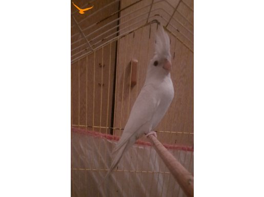 Albino safkan yerli papağan