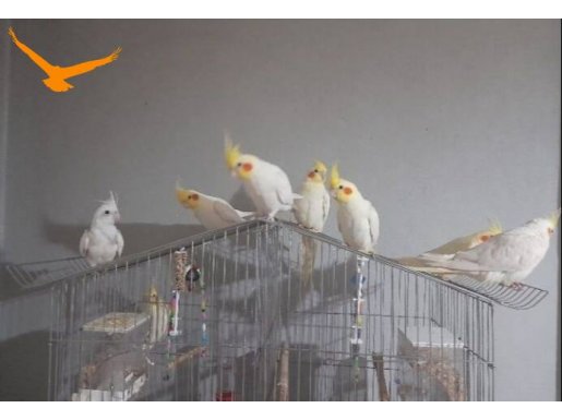 Lutino sultan papagan yavrulari