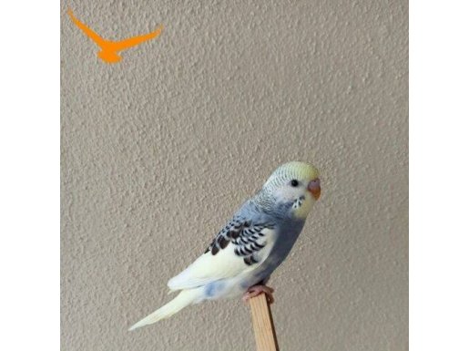 YENİ YEME DÜŞMÜŞ ÇOK UYSAL RENK GÜZELİ YAVRU MUHABBETLER 
