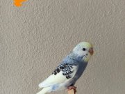 YENİ YEME DÜŞMÜŞ ÇOK UYSAL RENK GÜZELİ YAVRU MUHABBETLER 