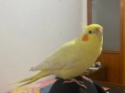 3 yaşında erkek sultan papağanı 