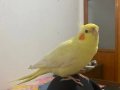 3 yaşında erkek sultan papağanı 