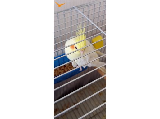 ACİLL Çift Sultan Papağanı Ve Tam Takım Kafes