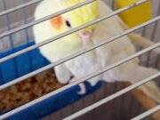 ACİLL Çift Sultan Papağanı Ve Tam Takım Kafes