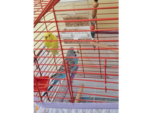 Çift 6 aylık muhabbet kuşları