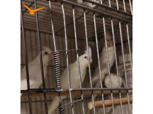 9 Adet Albino Lutino Papağan Tekli Toplu Satılır