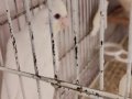 5 ADET ALBİNO KIRMIZI GÖZ 3 AYLIK YAVRU