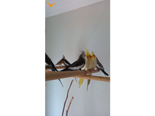 Bu tatlıları ister tek ister çift olarak tercih edebilirsini