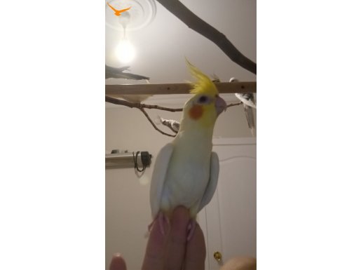 Evinizin neşesi olacak kuşlar 