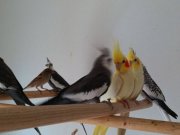 Bu tatlıları ister tek ister çift olarak tercih edebilirsini