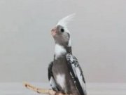 İnsana alışık yavrular