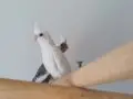 İnsana alışık yavrular