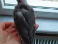 İnsana alışık yavrular