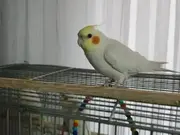 3 adet 2 erkek 1 dişi kafes ve mazemeler dahil