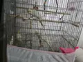 3 adet 2 erkek 1 dişi kafes ve mazemeler dahil