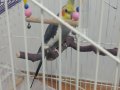 1 Yaşında sultan papağanı erkek eve ele alışık 
