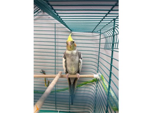 ÖLÜRÜM TÜRKİYEM SÖYLİYEN KONUŞAN JUMBO ÜST SEVİYE SULTAN 