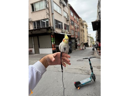 DELİKANLILARA ölürüm türkiyem söyliyen konuşan evlat acil